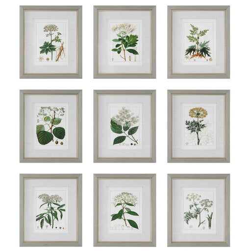 Uttermost Antique Botanicals Framed Prints Set of 9