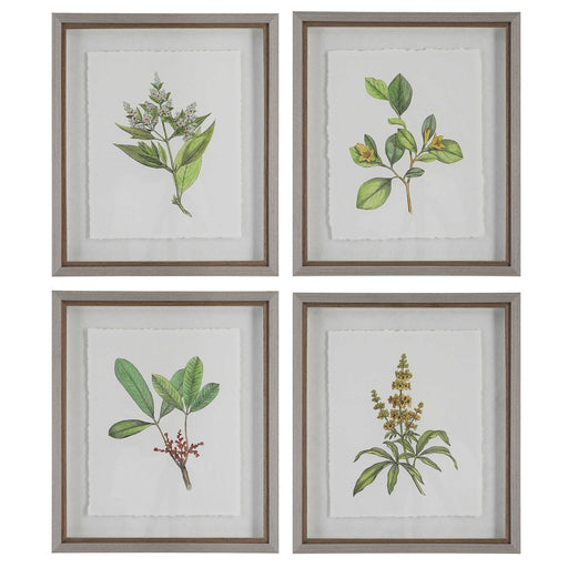 Uttermost Wildflower Study Framed Prints Set of 4