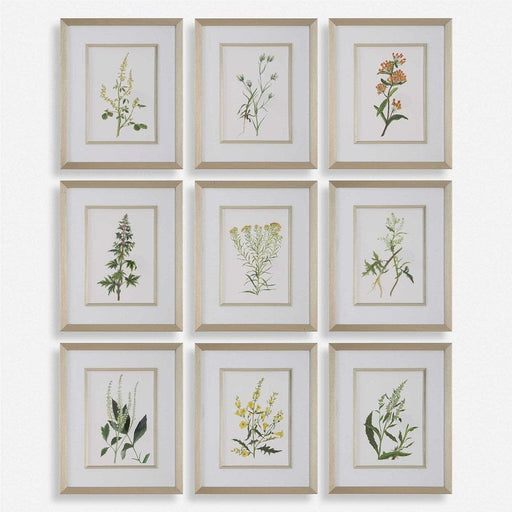 Uttermost Botanical Flowers Framed Prints - Set of 9