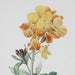 Uttermost Classic Botanicals Framed Prints Set of 6