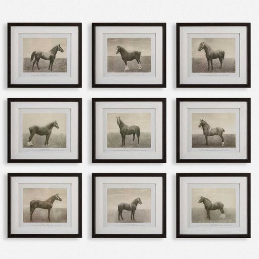 Uttermost Equine Dynasty Framed Prints - Set of 9
